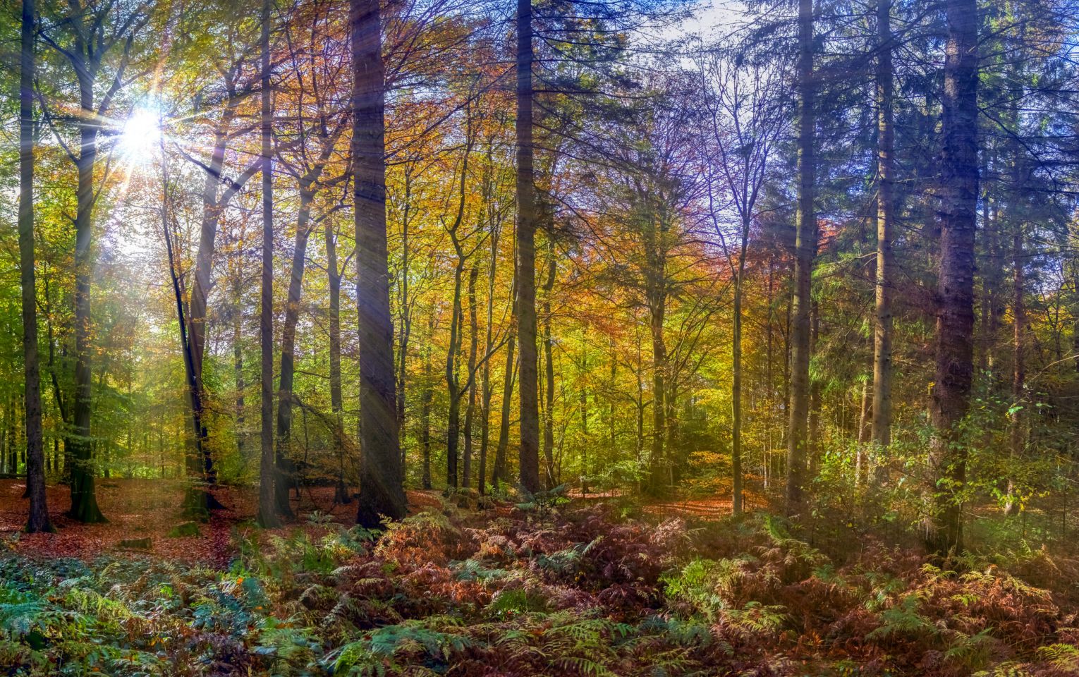 View of a vibrant forest with sun coming through branches