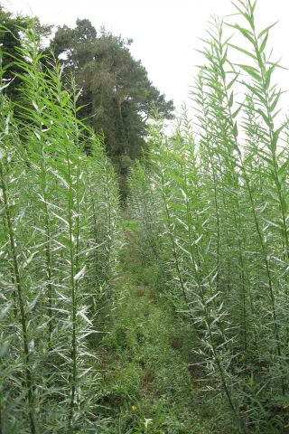 Forestry growing against a cloudy sky