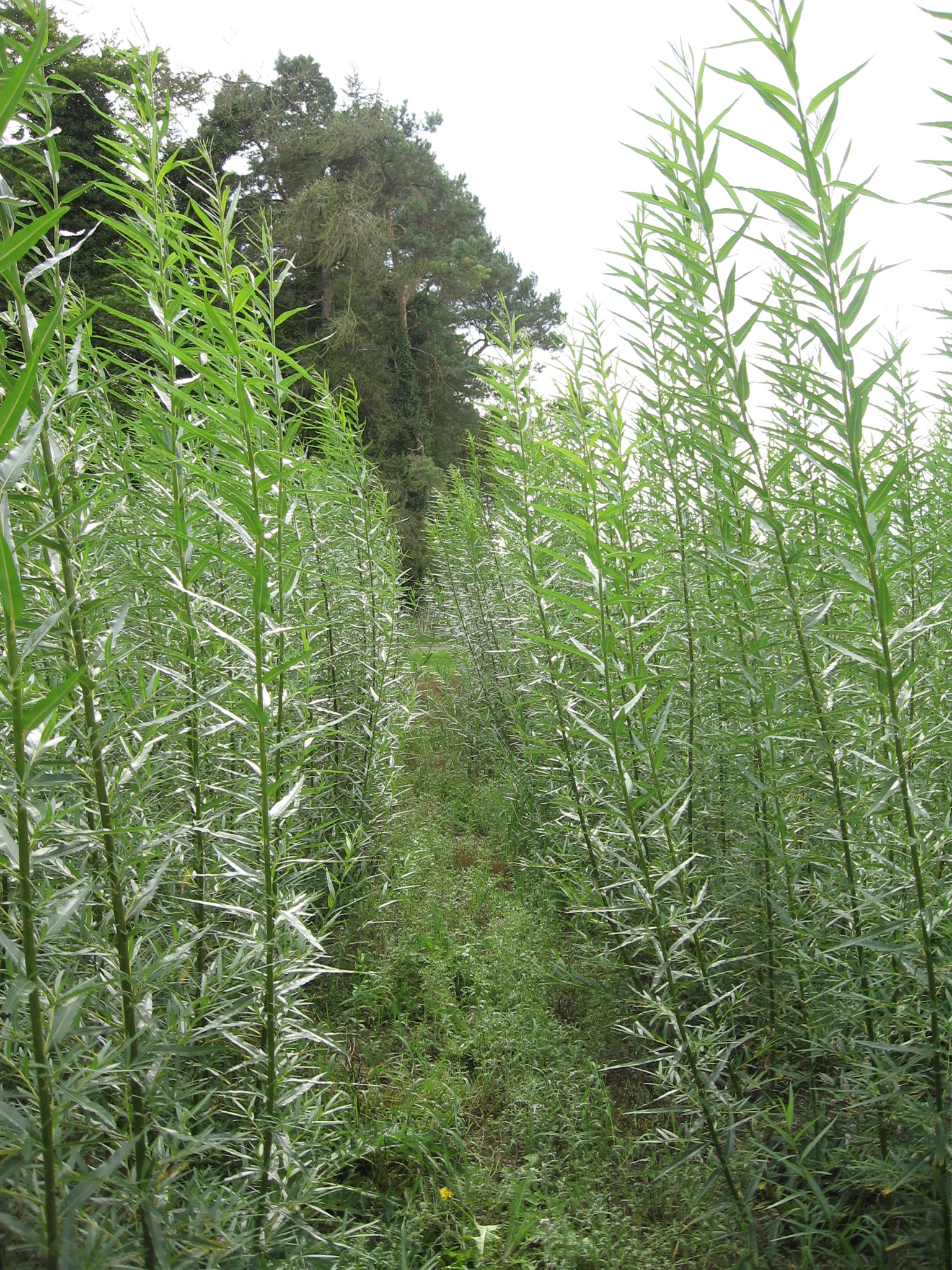 Willow and forests growing