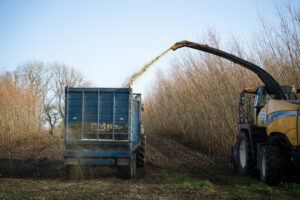 Willow trees being harvested in Ireland. 