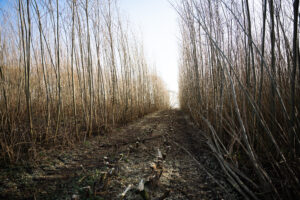 Willow crops in WillowWarm HQ in Kells, Co. Meath Willow crops in WillowWarm HQ in Kells, Co. Meath