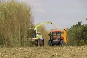 Image of Irish-grown forests and biomass being harvested