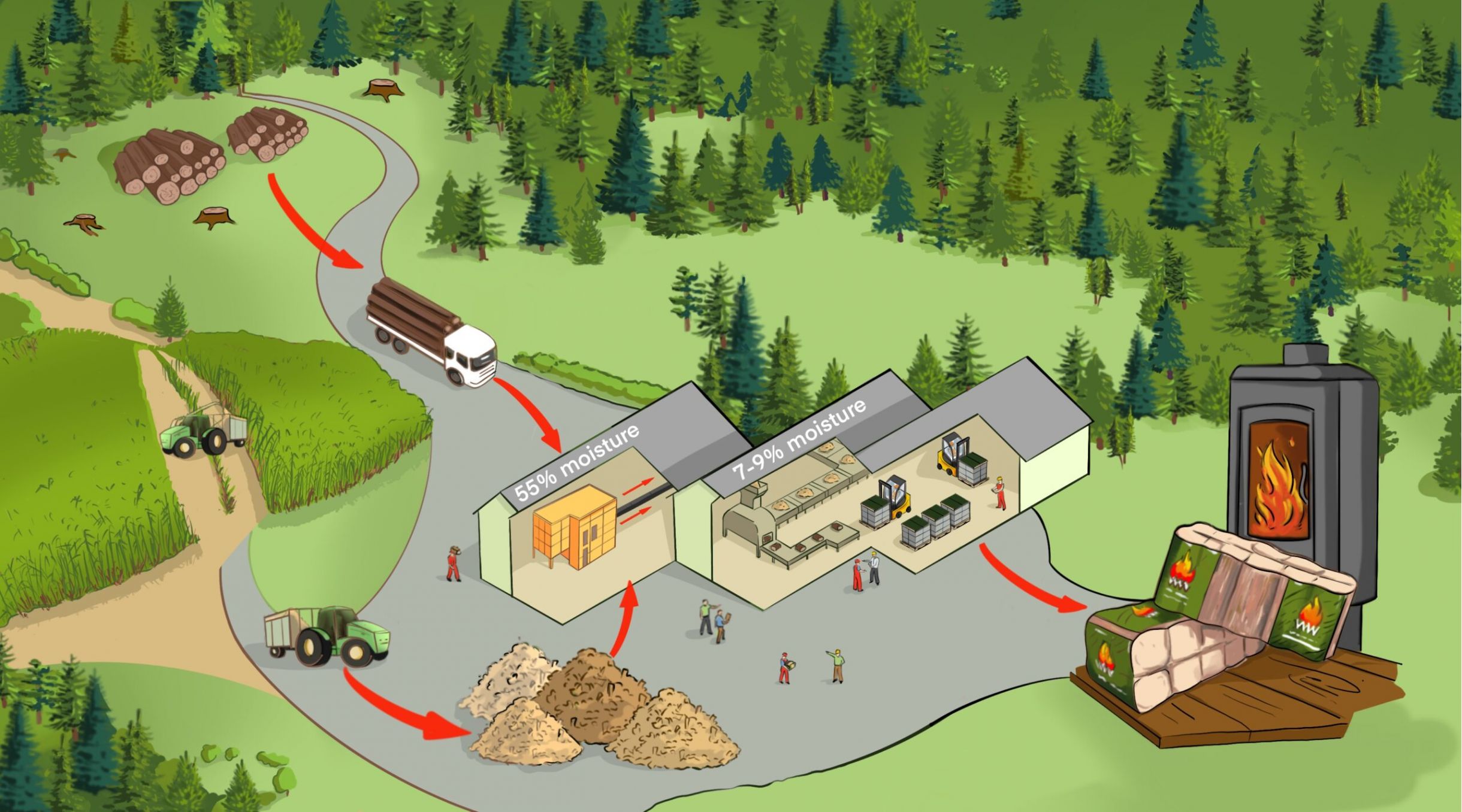 Graphic showing a forest and each stage of the growth and manufacuture of WillowWarm products