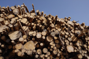 Image of cut woods logs stacked with a blue sky in the background 